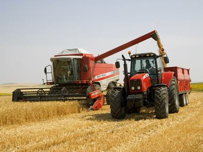 В Таджикистане собрано более 200 тыс. тонн зерновых