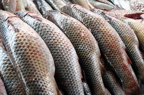 За январь-февраль месяц в Таджикистане объем продукции рыболовства составил $ 420 тыс