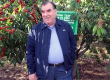 Э. Рахмон побывал в саду 15-летия независимости Таджикистана