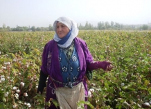 Первые 10 тыс. тонн хлопка-сырца собрали аграрии юга Таджикистана