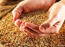 Более 680 тыс. тонн зерновых собрано в Таджикистане на начало текущей недели