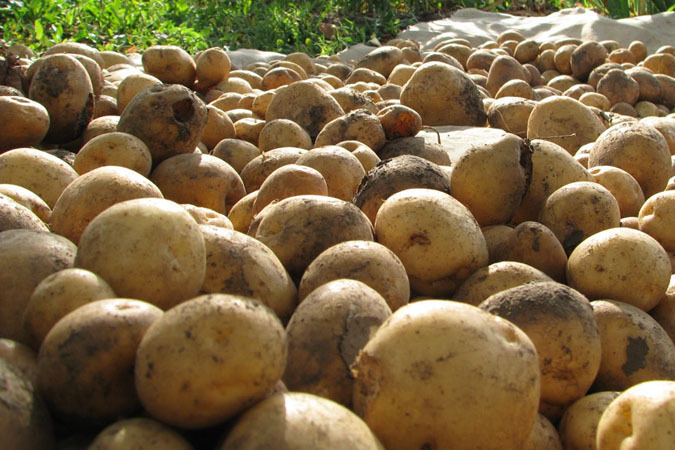 Российская «Колнаг» будет сотрудничать с Таджикистаном в сфере картофелеводства
