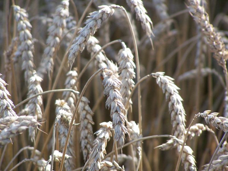 Индия и Китай отказались выращивать рис и пшеницу в Таджикистане