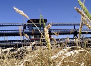 Таджикские зерноводы собрали с полей уже около 100 тыс. тонн зерновых