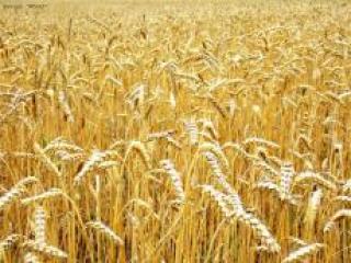 В Таджикистане собрано свыше 230,8 тыс. тонн зерновых