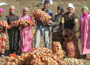 Дехканам Таджикистана удалось повысить урожайность картофеля