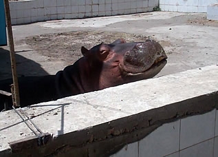 Бегемот Турсунбой – новый питомец в душанбинском зоопарке