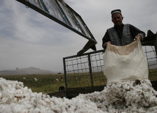 В Таджикистане уже собрано 250 тыс. тонн хлопчатника