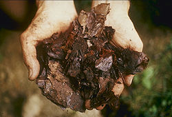 «Компост» - решение проблемы сухих листьев и пищевых отходов