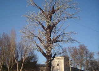 На месте новогодней елки в Худжанде установили искусственное абрикосовое дерево