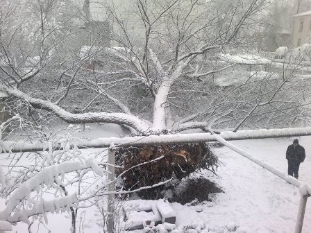 В Душанбе под тяжестью снега падают деревья
