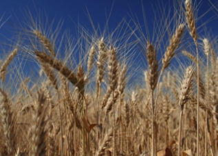 Американские ученые помогут Таджикистану увеличить урожайность зерна