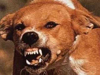 На юге Таджикистана от укуса бешеной собаки скончалась 12-летняя девочка