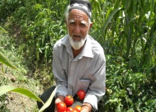 В Исфаре намерены побить мировой рекорд по выращиванию помидоров