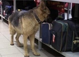 В Душанбинском аэропорту на досмотре багажа и пассажиров будут работать служебно-розыскные собаки