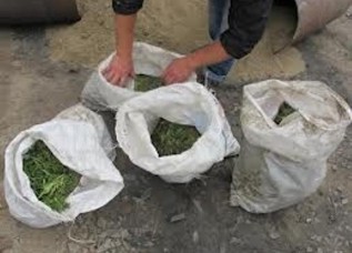 На юге Таджикистана в ходе спецоперации изъято более 160 кг наркотиков