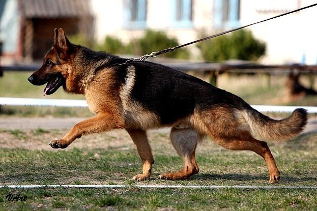 Российские таможенники передали таджикским коллегам двух служебных собак