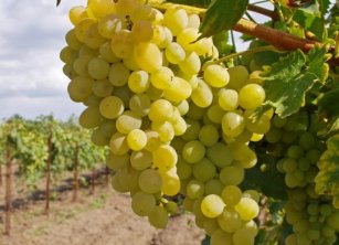 Варзобский виноград экспортируют в Пакистан и Афганистан