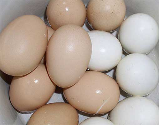 Таджикистан практически прекратил импорт куриных яиц