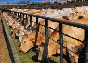 В Таджикистане зафиксирован рост численности крупного и мелкого рогатого скота