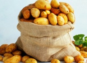 В Согдийской области за 2012 год собрано более 400 тысяч тонн картофеля