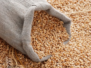 Таджикистан намерен закупить в следующем году 1 млн. тонн пшеницы из Казахстана