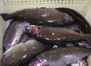 Рыбоводы Хатлона обеспечивают внутренний рынок области рыбой на 70%