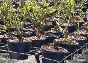 В Худжанде намерены посадить 300 тысяч саженцев деревьев