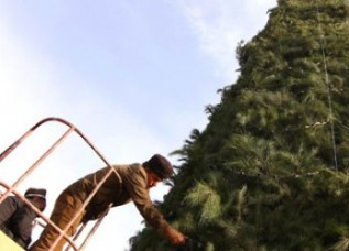 В Душанбе завтра начнут устанавливать Новогоднюю елку