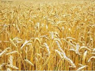 Осенний сев пшеницы в Таджикистане проведен на площади более 183,6 тыс. га