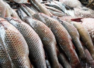В районе Джоми в Рамадане объявлен «Рыбный день»