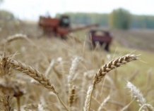 Минсельхоз: В Таджикистане собран богатый урожай сельхозпродукции