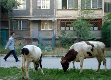 Столичная прокуратура проверит ход выполнения закона, запрещающего содержание скота в Душанбе