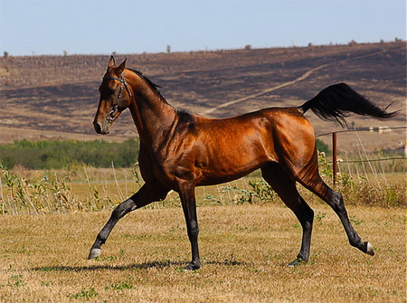 В Душанбе привезли подарок Бердымухаммедова Рахмону – ахалтекинского коня “Дияр”