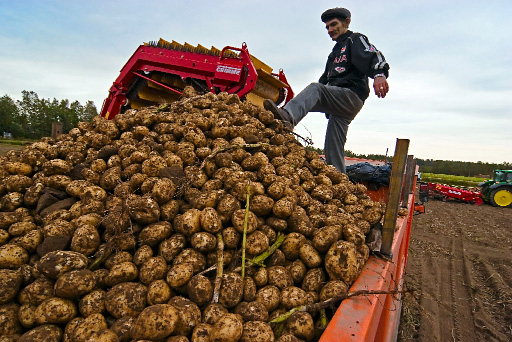 В Горной Мастче планируют собрать свыше 70 тыс. тонн картофеля
