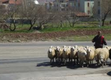 Мэрия запретила перегонять скот через территорию Душанбе