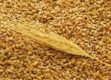 В Таджикистане снижается спрос на муку и пшеницу