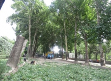 Борьба за деревья в Душанбе продолжается
