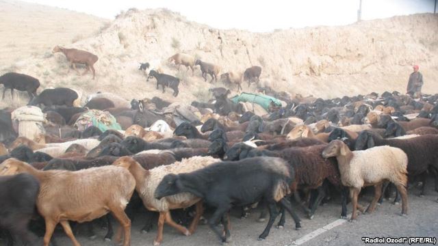 Дело о «бесхозных баранах» в прокуратуре Кашкадарьи