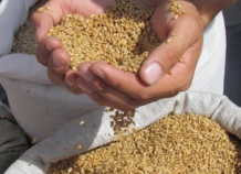 Зерноводы Таджикистана завершили сбор пшеницы