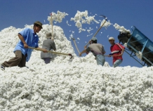 В Таджикистане собрано около 393 тыс. тонн хлопка-сырца