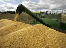 Таджикские зерноводы собрали более 900 тыс. тонн пшеницы
