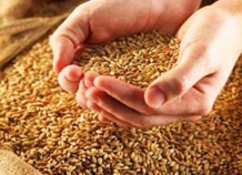 Таджикистан сократил импорт пшеницы, увеличив её производство