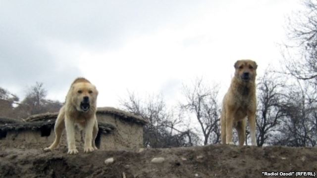 Бродячие псы Таджикистана: ежедневно не менее 38 нападений