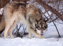 На востоке Таджикистана морозы вынуждают волков спускаться поближе к человеческим жилищам