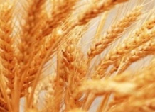 Ввоз пшеницы в Таджикистан увеличился