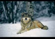 Комитет по охране окружающей среды: Пострадавших от волков в Джиргатале нет