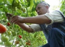 Всемирный банк выделит $22 млн. на реформирование сельского хозяйства в Таджикистане