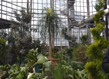В Ботаническом саду проходит выставка экзотических растений