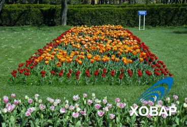 Мэрия: Душанбе стал ботаническим садом страны